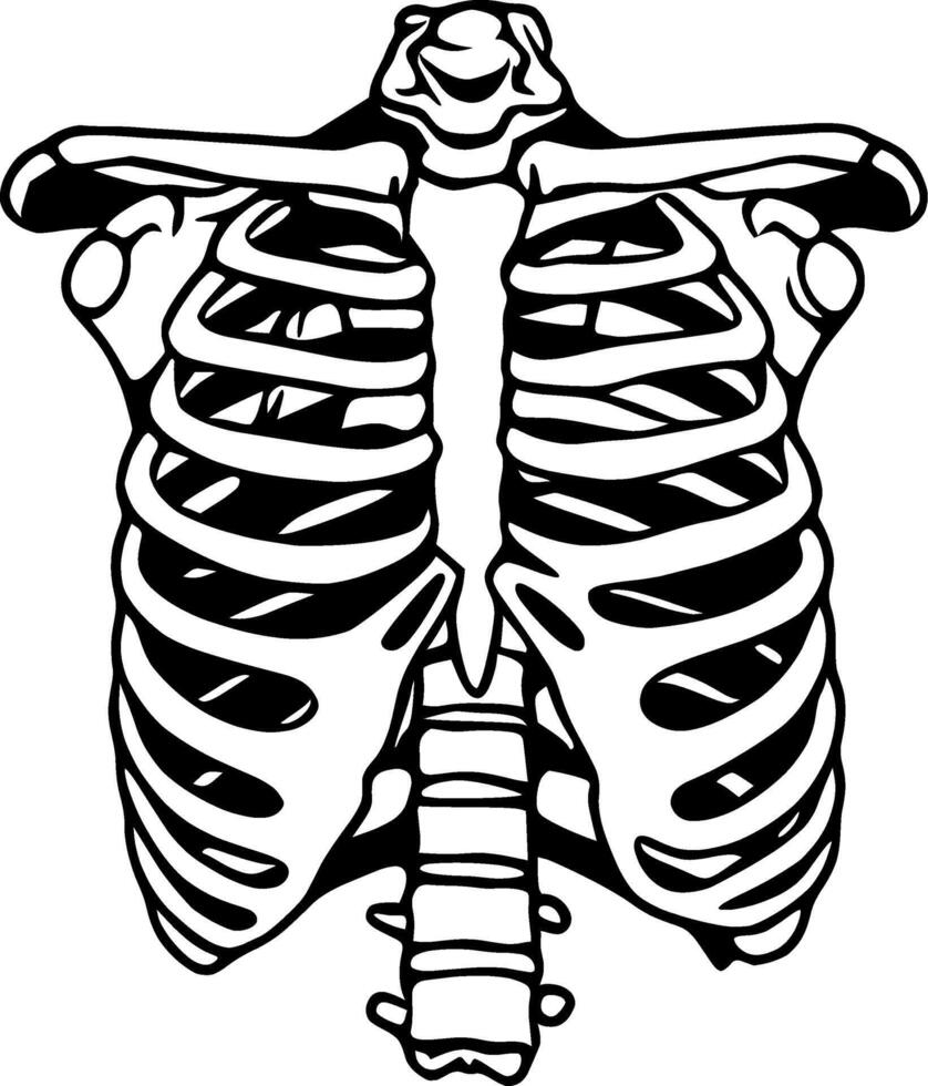 Human Skeleton Ribcage vector