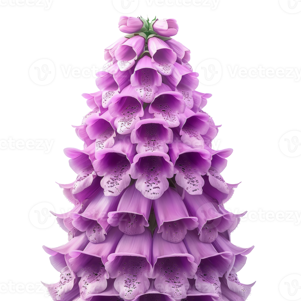Beautiful Close-Up of Purple Foxglove Flowers in Full Bloom - Botanical Nature Photography for Stock Use png