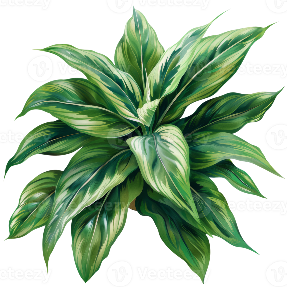 Lush Green Botanical Plant with Variegated Leaves - Perfect for Nature, Garden, and Indoor Decor Themes png
