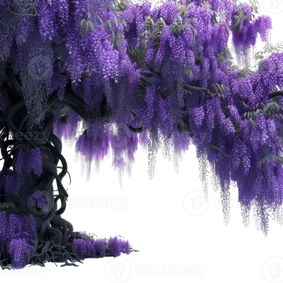 Enchanting Purple Wisteria Tree in Full Bloom with Cascading Flowers and Twisted Branches png