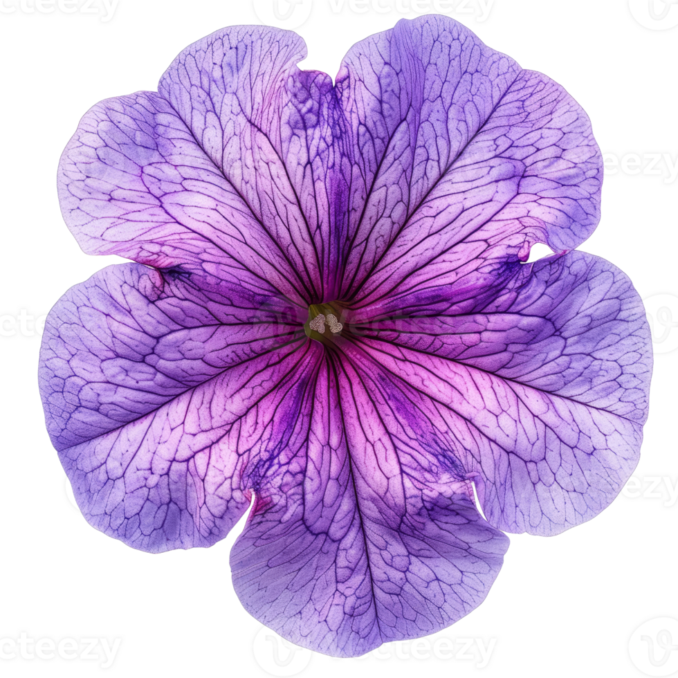 Close-Up of a Vibrant Purple Flower with Intricate Petal Details and Veins - Perfect for Botanical and Nature-Themed Projects png