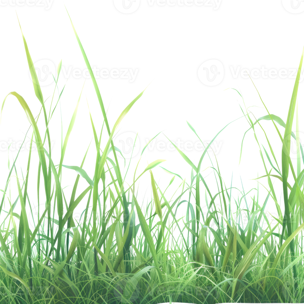 Lush Green Grass Blades Against a Clear Sky - Perfect for Nature and Botanical Themes png