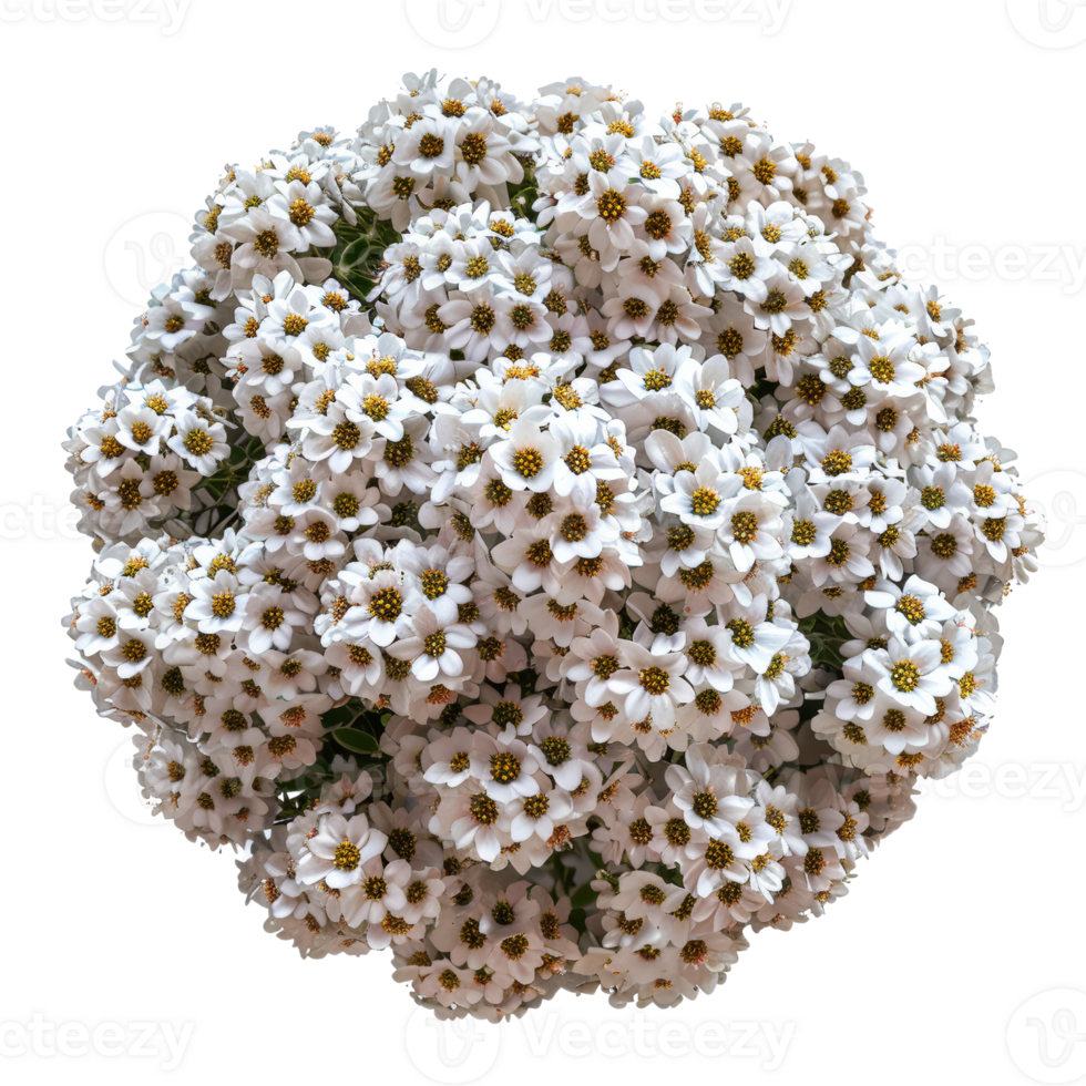 Beautiful Cluster of White Flowers in Full Bloom - Perfect for Botanical and Nature-Themed Projects png
