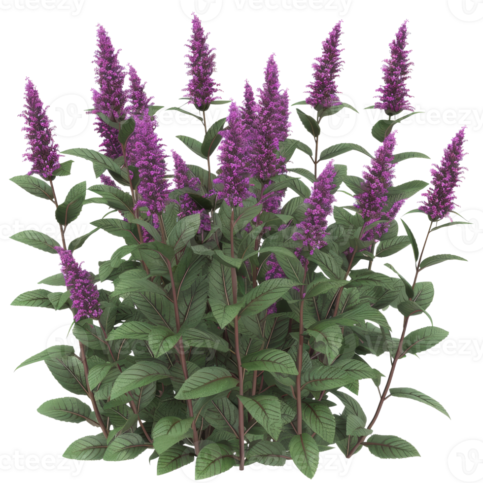 Lush Botanical Garden with Vibrant Purple Flowers and Green Foliage in Full Bloom png