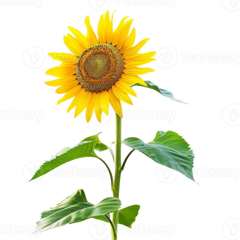 Bright Sunflower in Full Bloom Against a Clear Background Showcasing Detailed Petals and Vibrant Green Leaves png