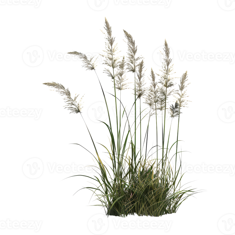 Lush Green Botanical Plant with Tall White Flowers Isolated on Transparent Background for Nature and Garden Design png