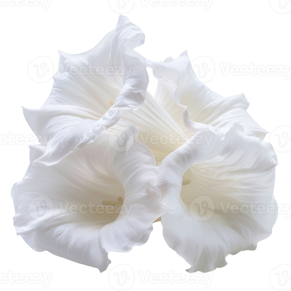 Elegant White Flowers with Delicate Petals in a Botanical Setting - Perfect for Nature and Floral-Themed Designs png