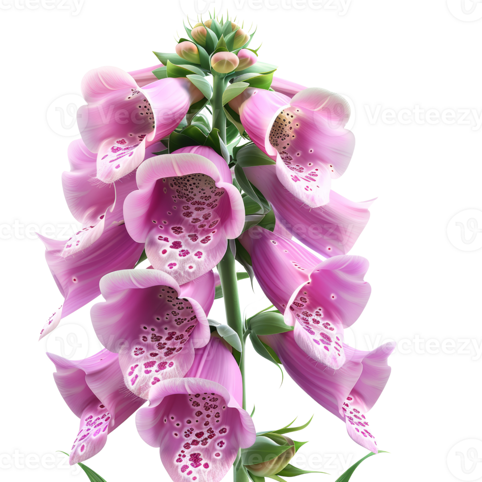 Close-Up of Vibrant Pink Foxglove Flowers in Full Bloom with Detailed Petals and Green Foliage png