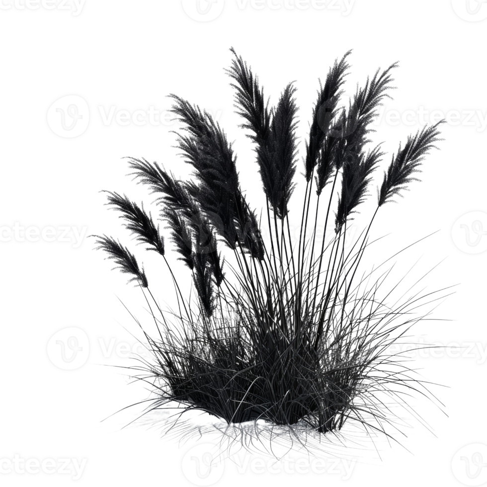Lush Botanical Grass with Feathery Plumes in Black and White - Nature's Elegance Captured in Monochrome png