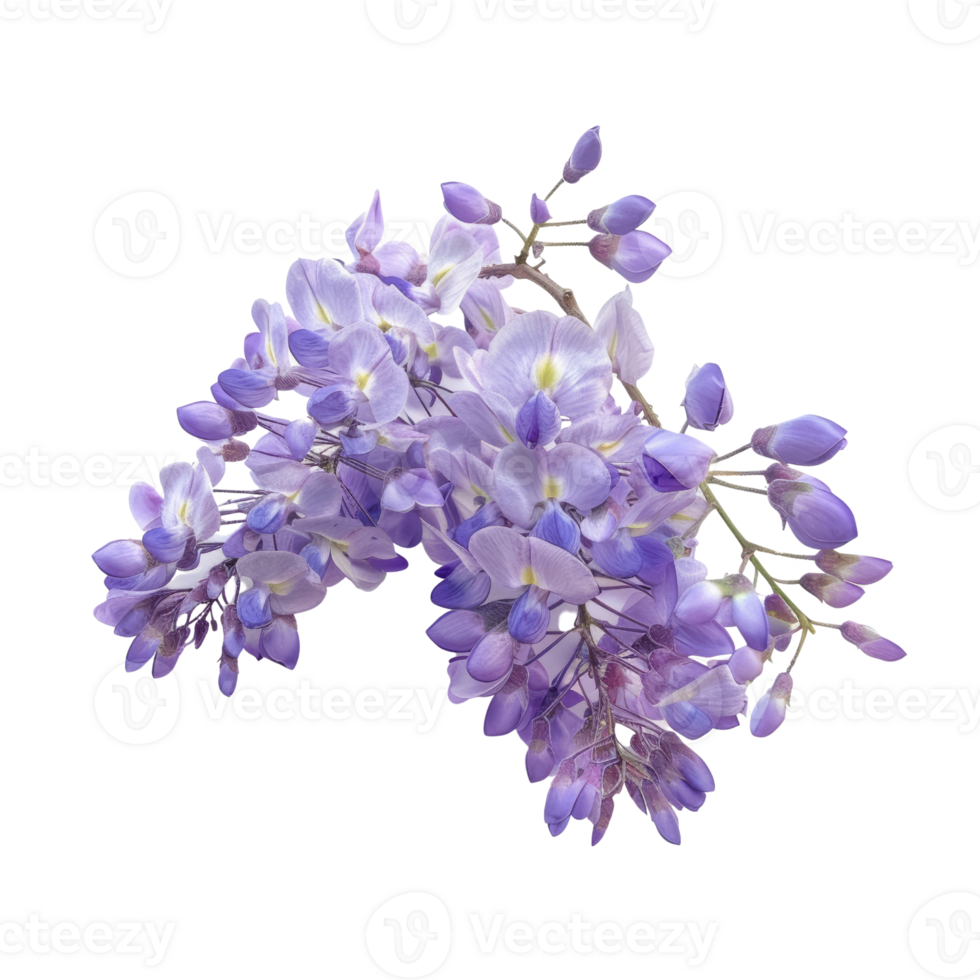 Beautiful Purple Wisteria Flowers in Full Bloom - High-Resolution Botanical Stock Photo for Nature and Floral Projects png