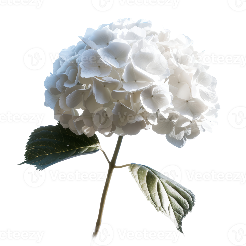 Beautiful White Hydrangea Flower in Full Bloom with Green Leaves on Isolated Background png
