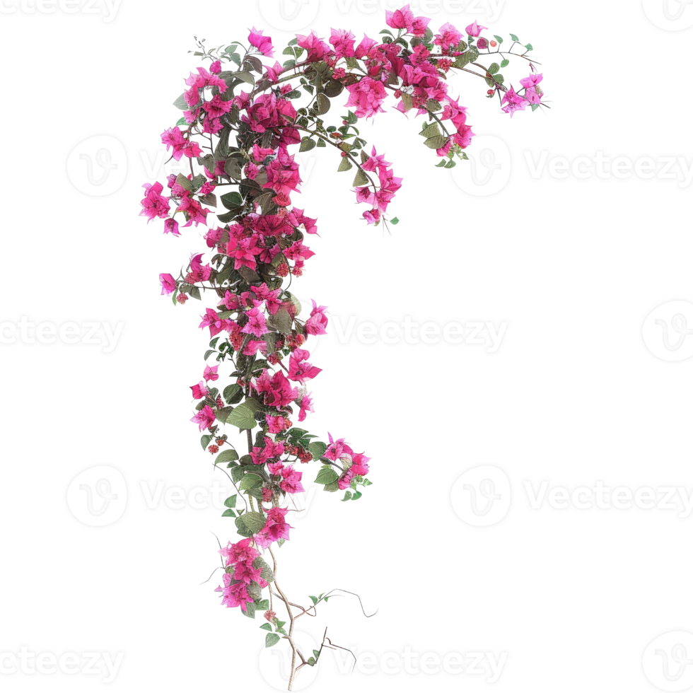 Beautiful Pink Bougainvillea Vine with Lush Green Leaves - Perfect for Botanical and Nature-Themed Projects png