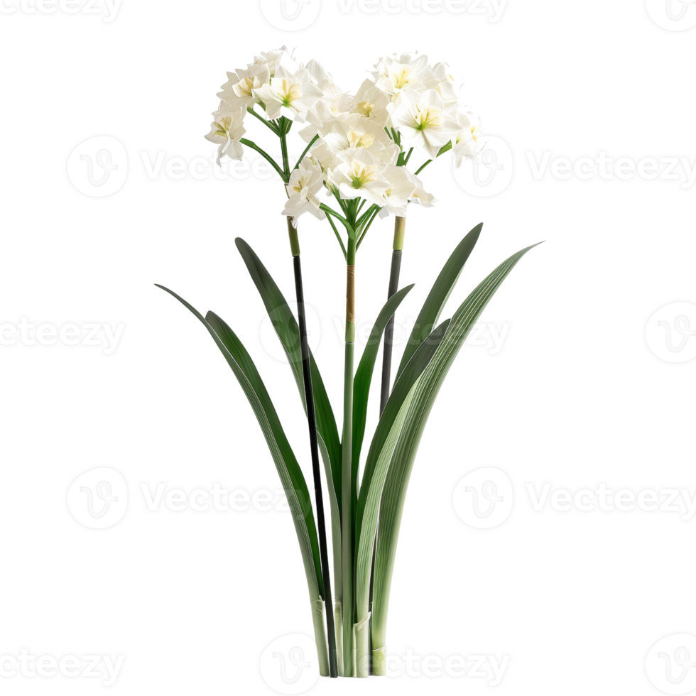 Elegant White Botanical Flower with Lush Green Leaves on Transparent Background for Nature and Floral Design Projects png