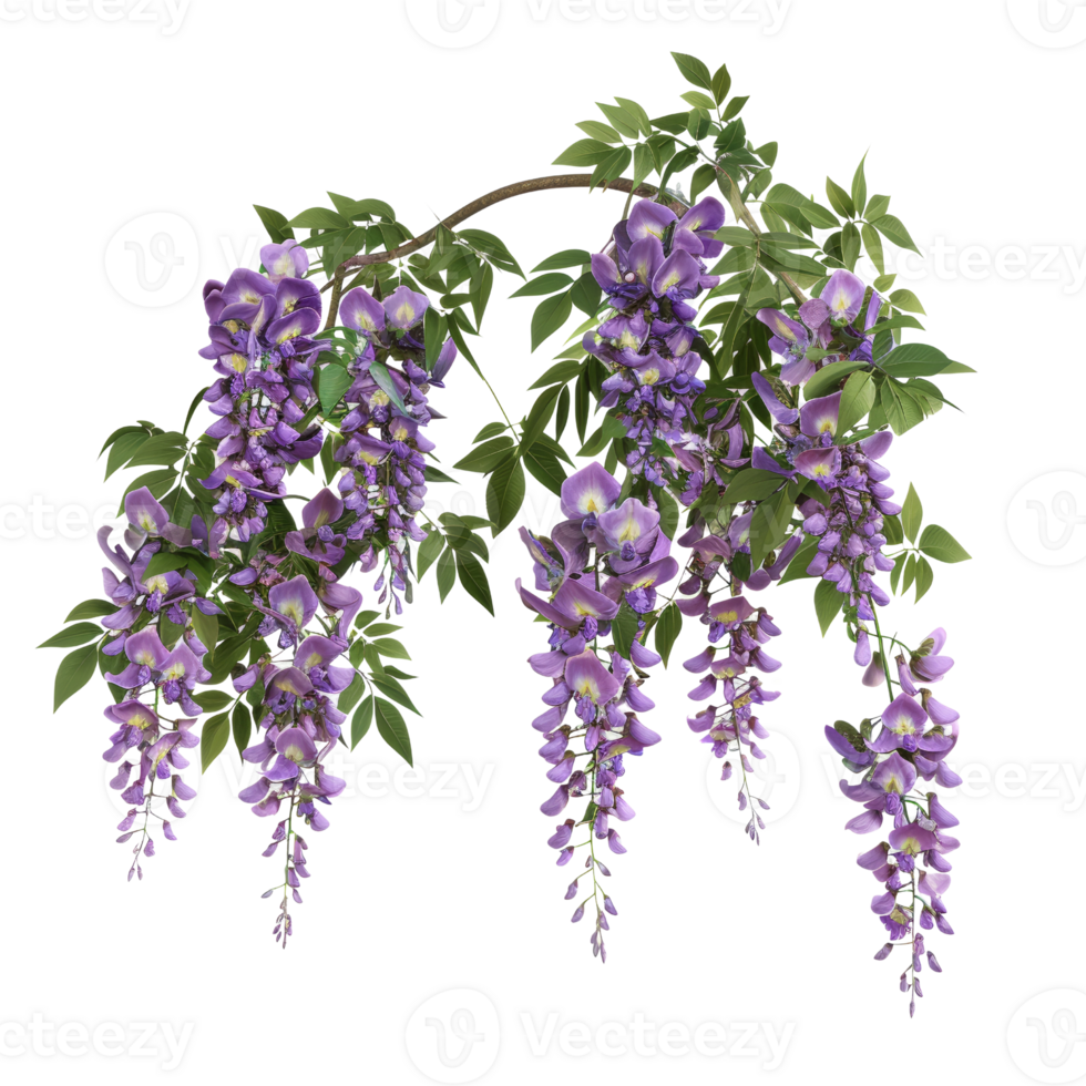 Beautiful Botanical Wisteria Flowers in Full Bloom with Lush Green Leaves on a Branch png