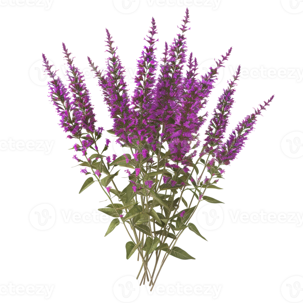 Vibrant Purple Flowering Plant with Green Leaves - Perfect for Botanical and Nature-Themed Projects png