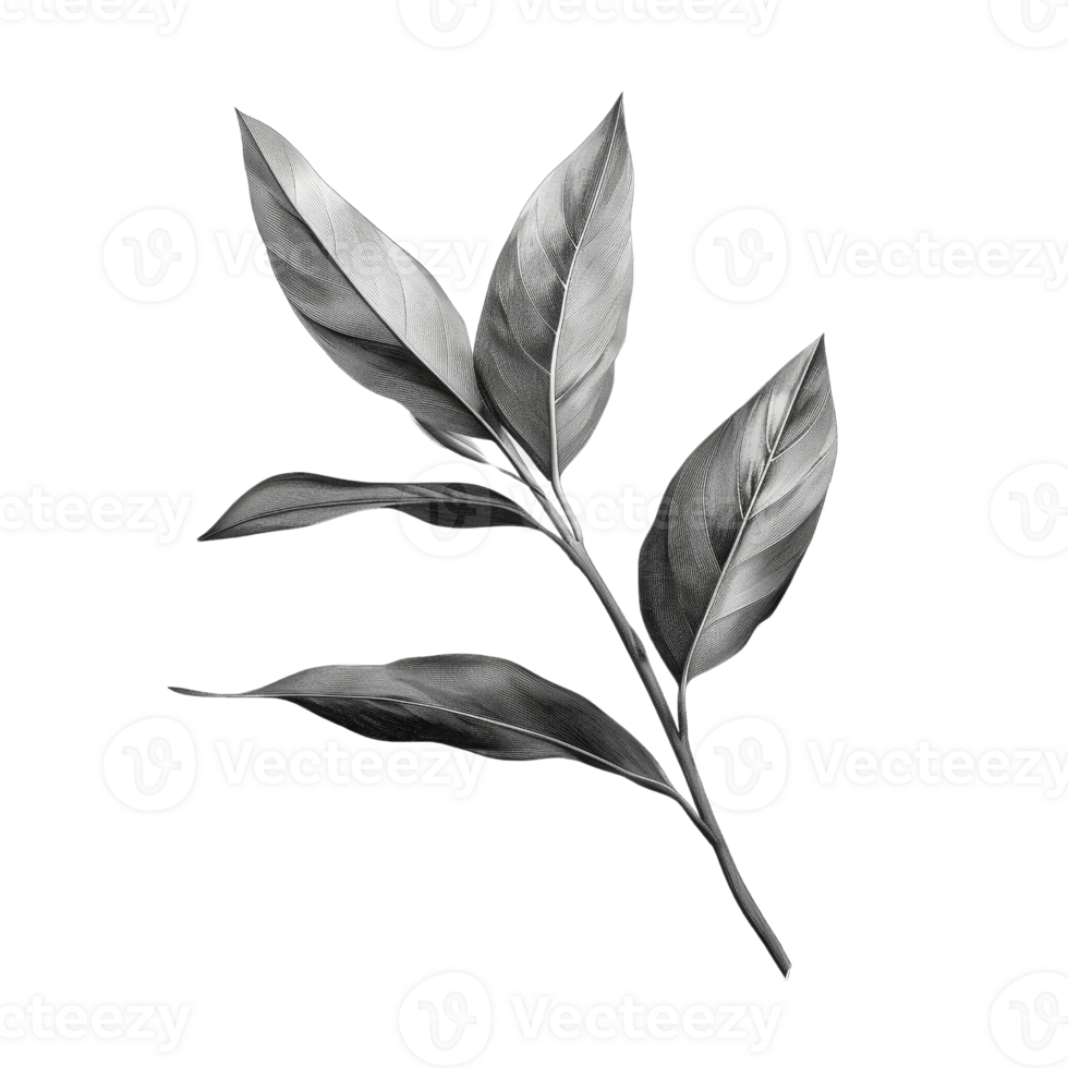 Elegant Black and White Botanical Illustration of a Leafy Branch with Detailed Texture and Fine Lines png