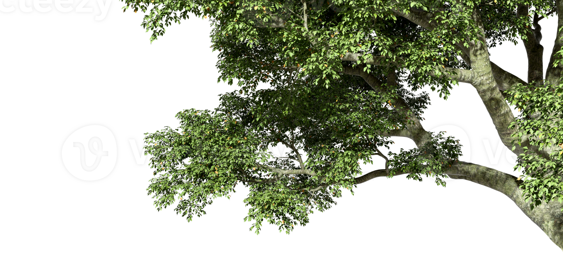 Natural big tree leafs branches foreground on transparent backgrounds 3d render png
