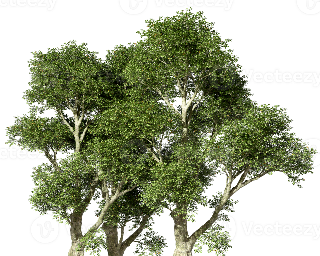 Hard wood jungle trees realistic growth on transparent backgrounds 3d render png