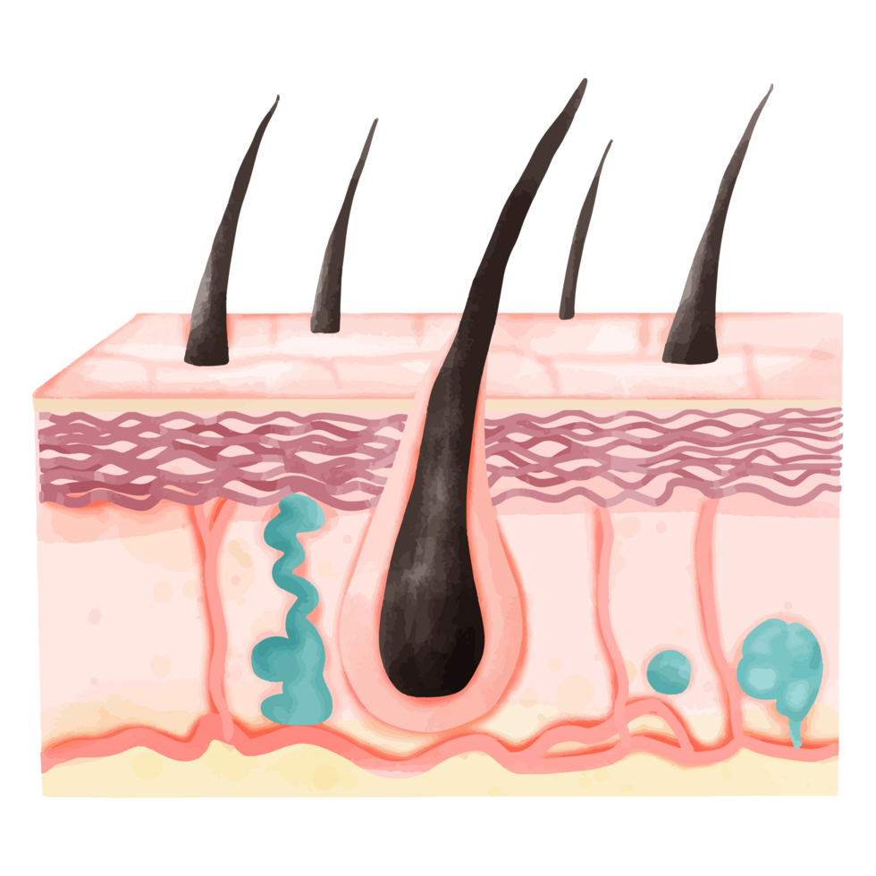 Watercolor Illustration of Hair Follicle with Skin Layers and Sweat Glands png