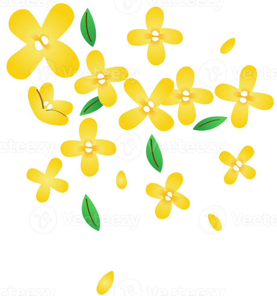 Yellow Osmanthus fragrans png