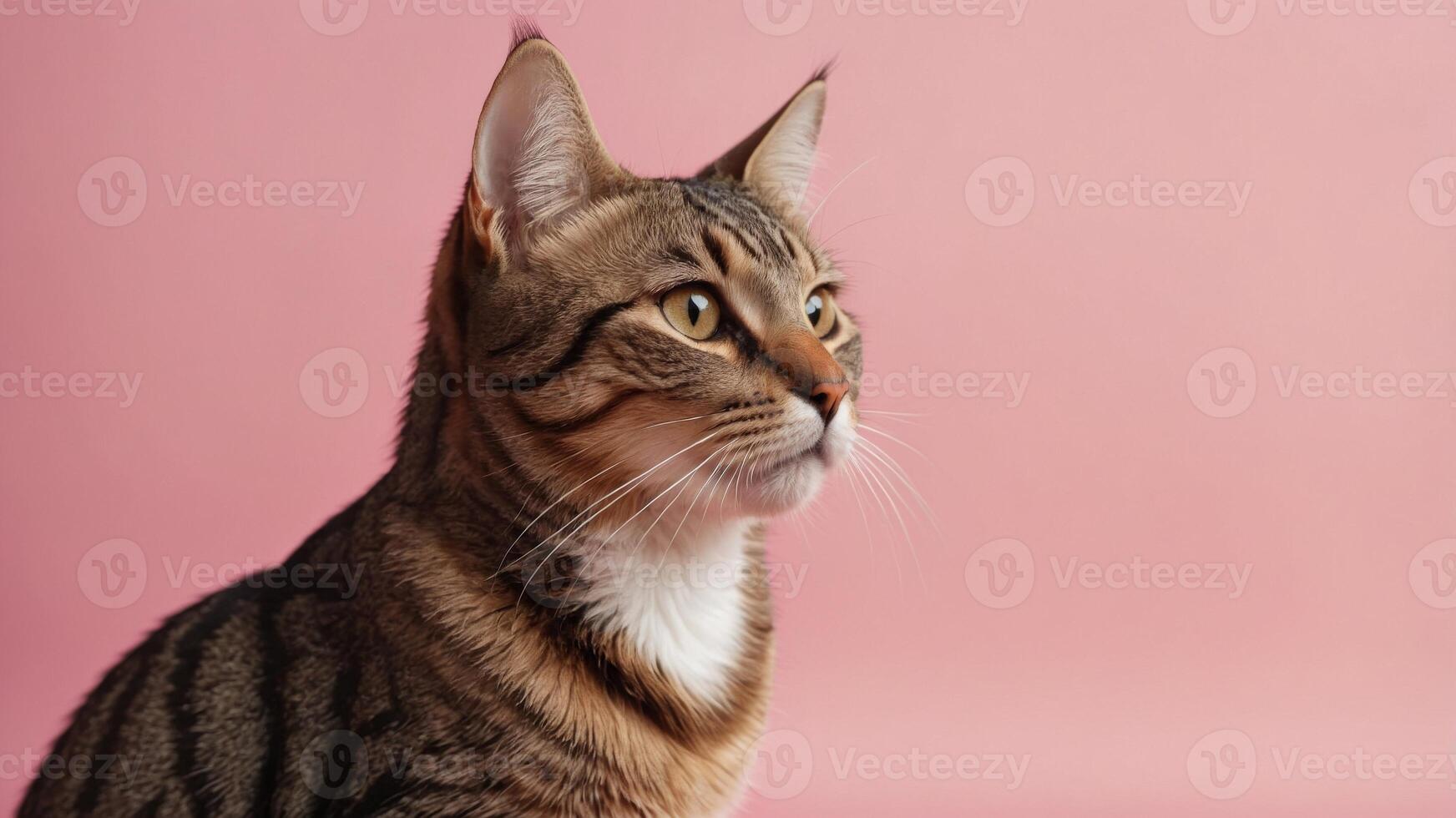 A brown tabby cat looking up, on pink background with copy space Web banner with copy space. photo