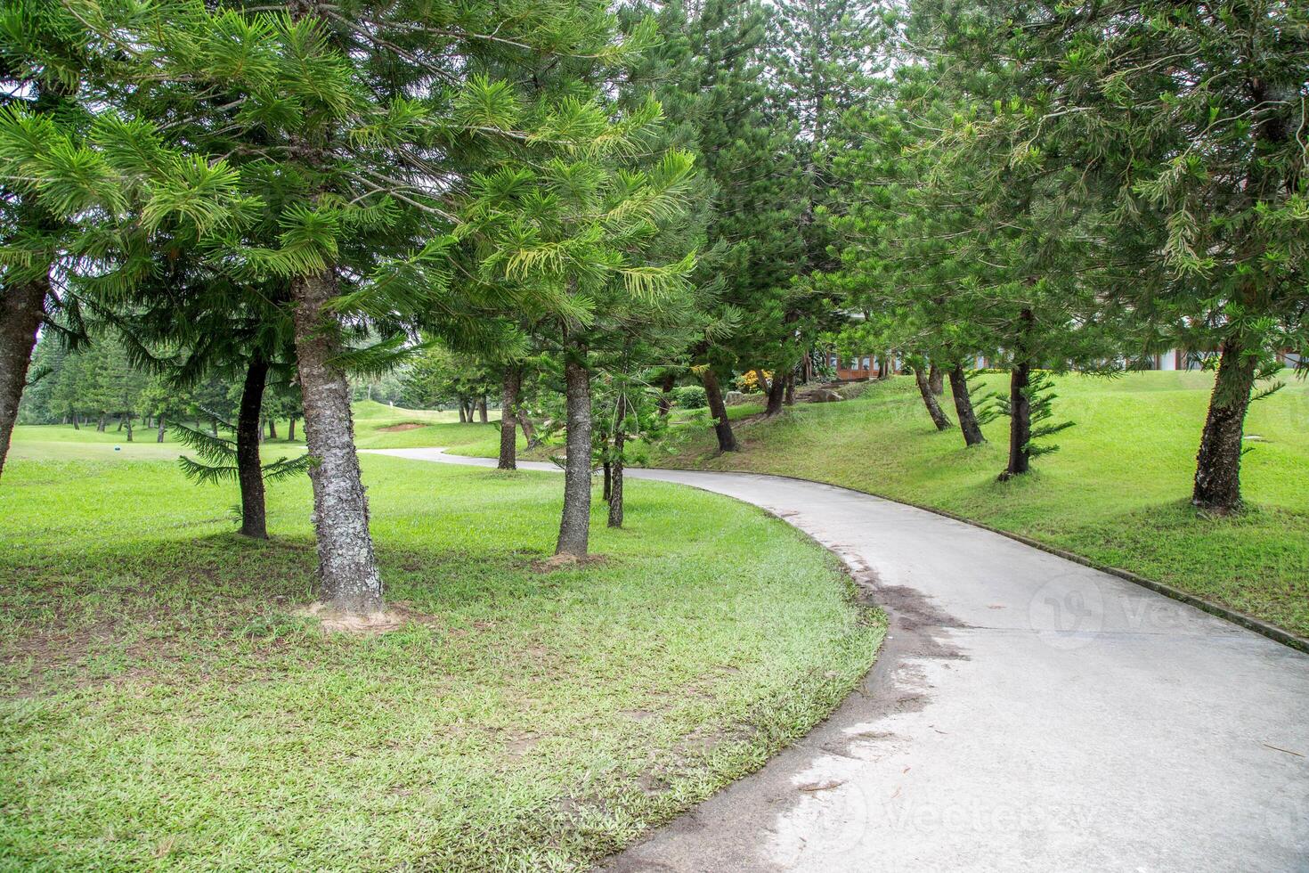 Walkway pass through the big trees. photo