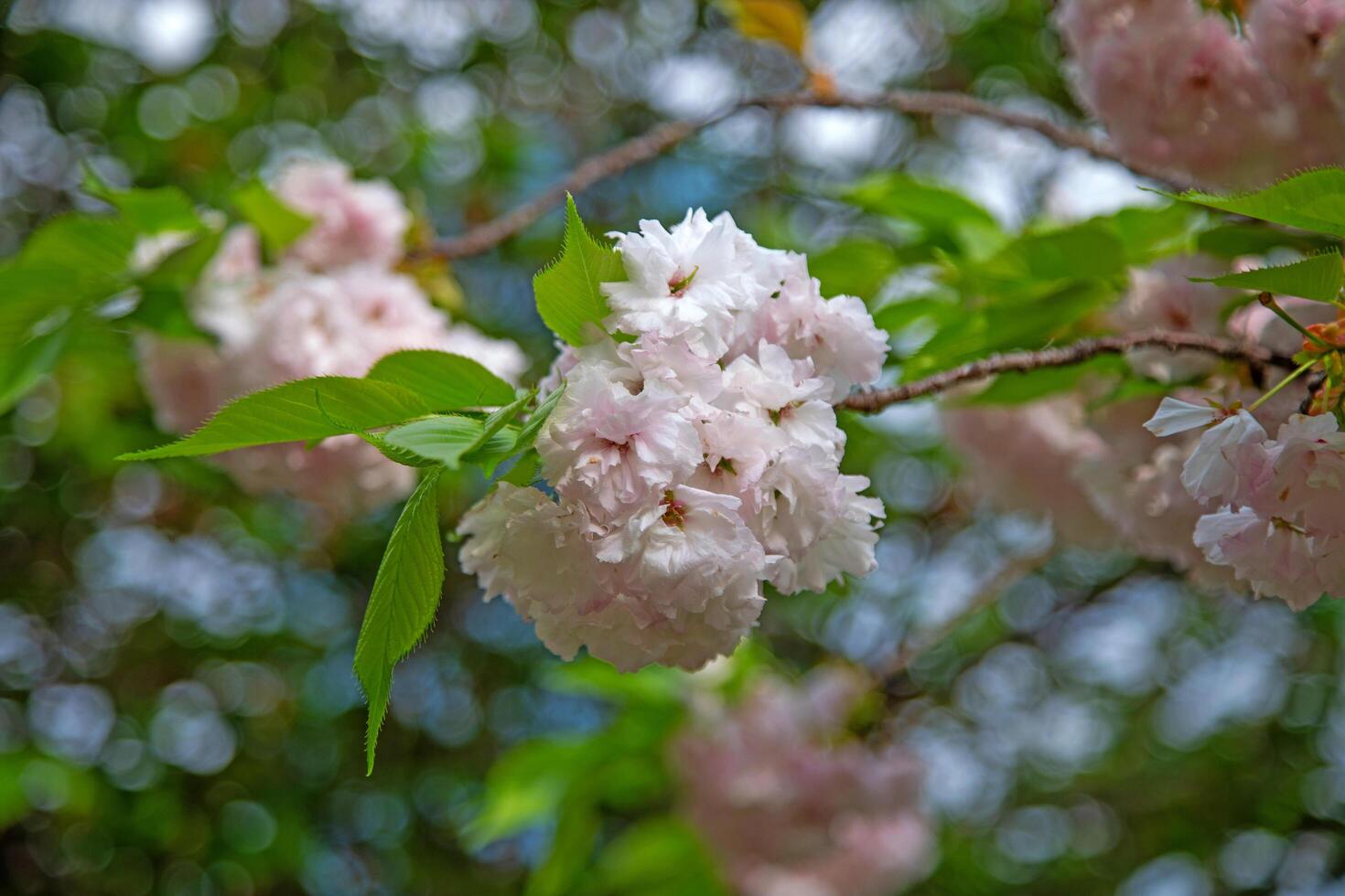 Group of pink flower. photo