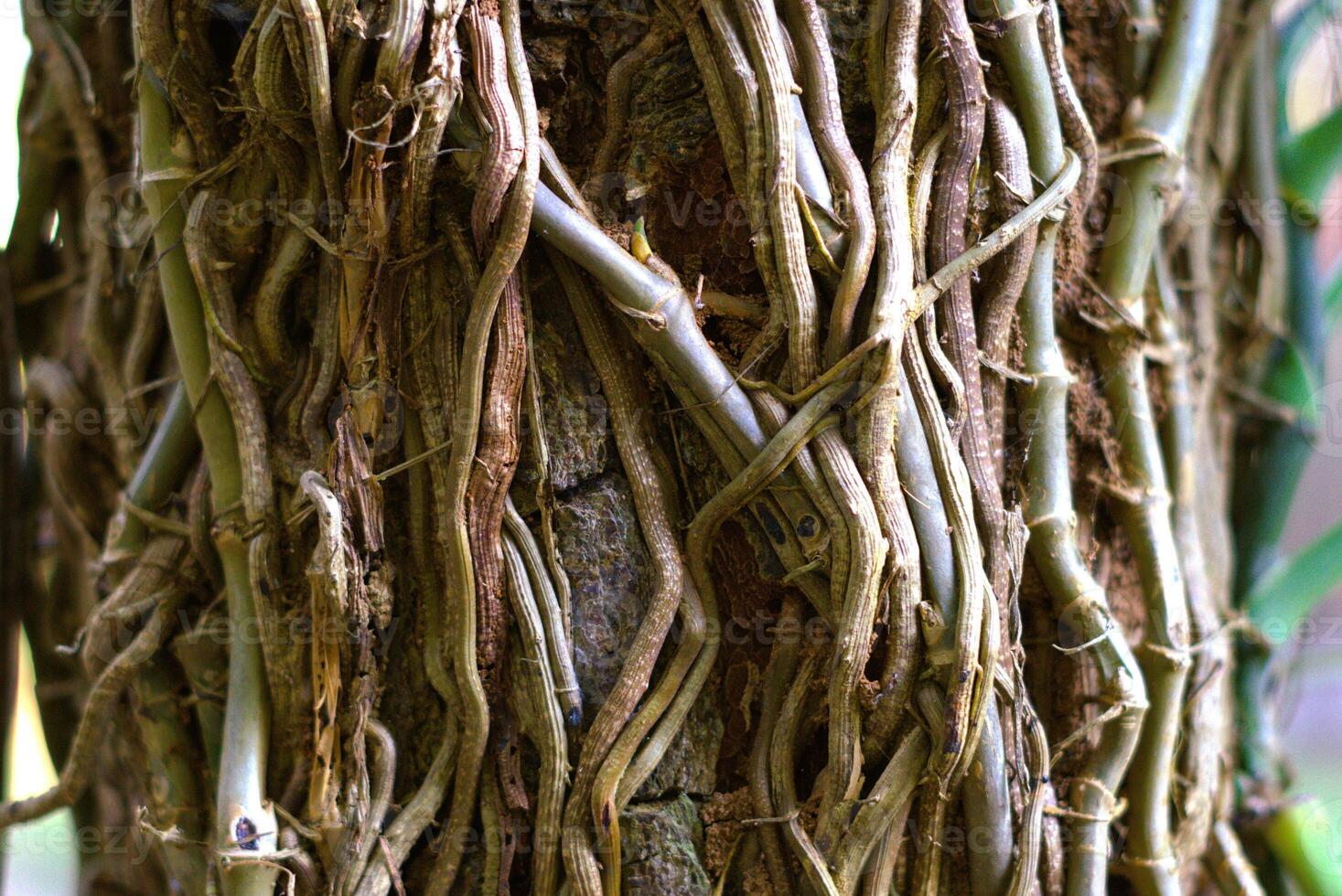 Close up of pine tree trunk covered by root vines photo