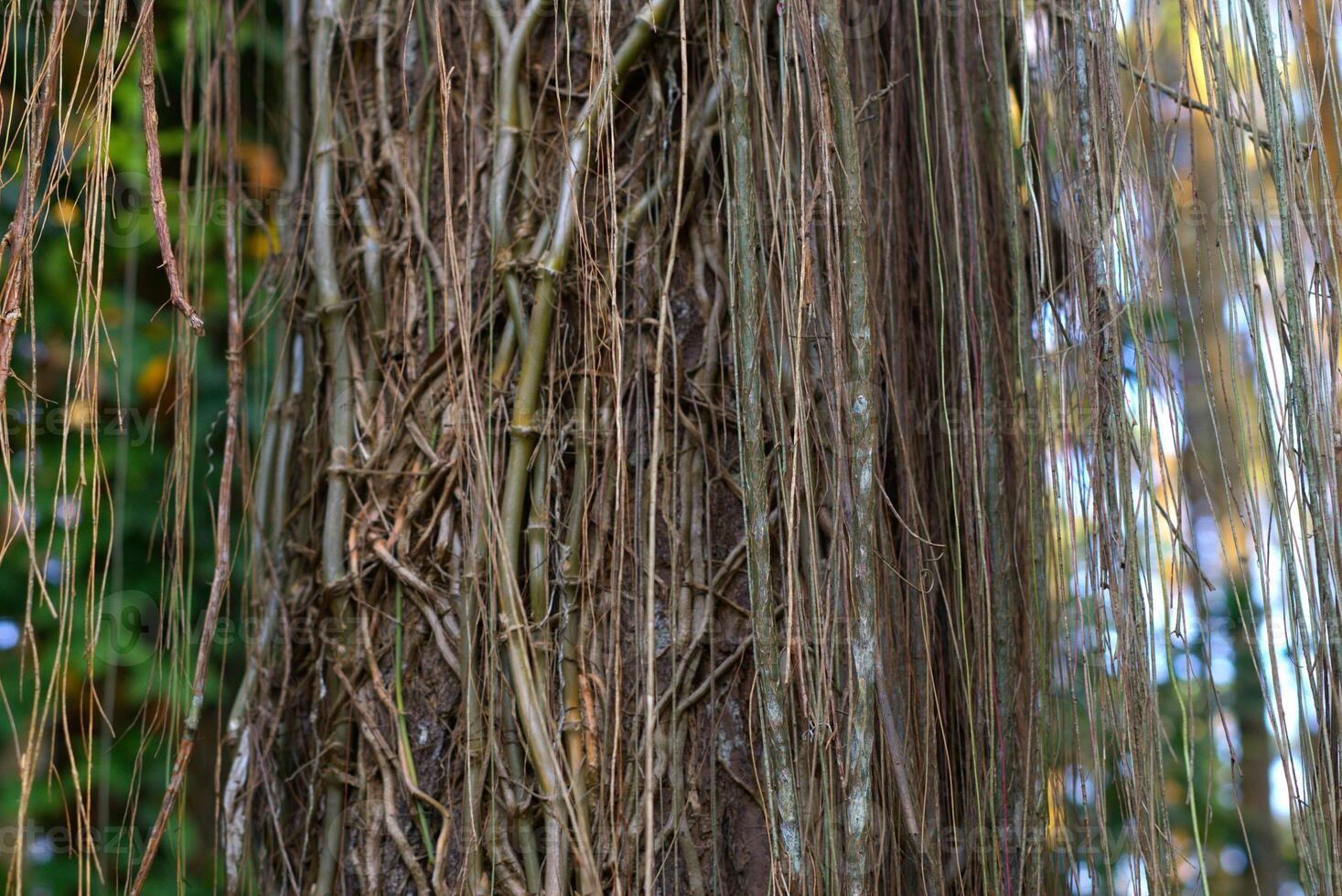 Hanging root vines on a tree trunk in a forest photo