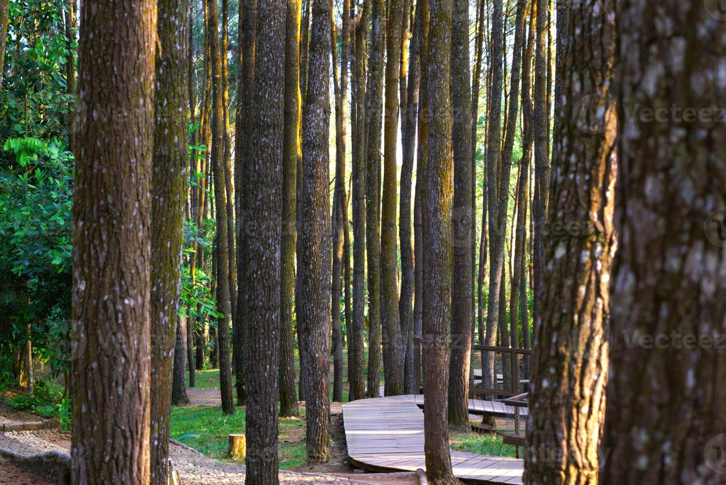 Pine tree trunk in a forest park with a path in the background photo