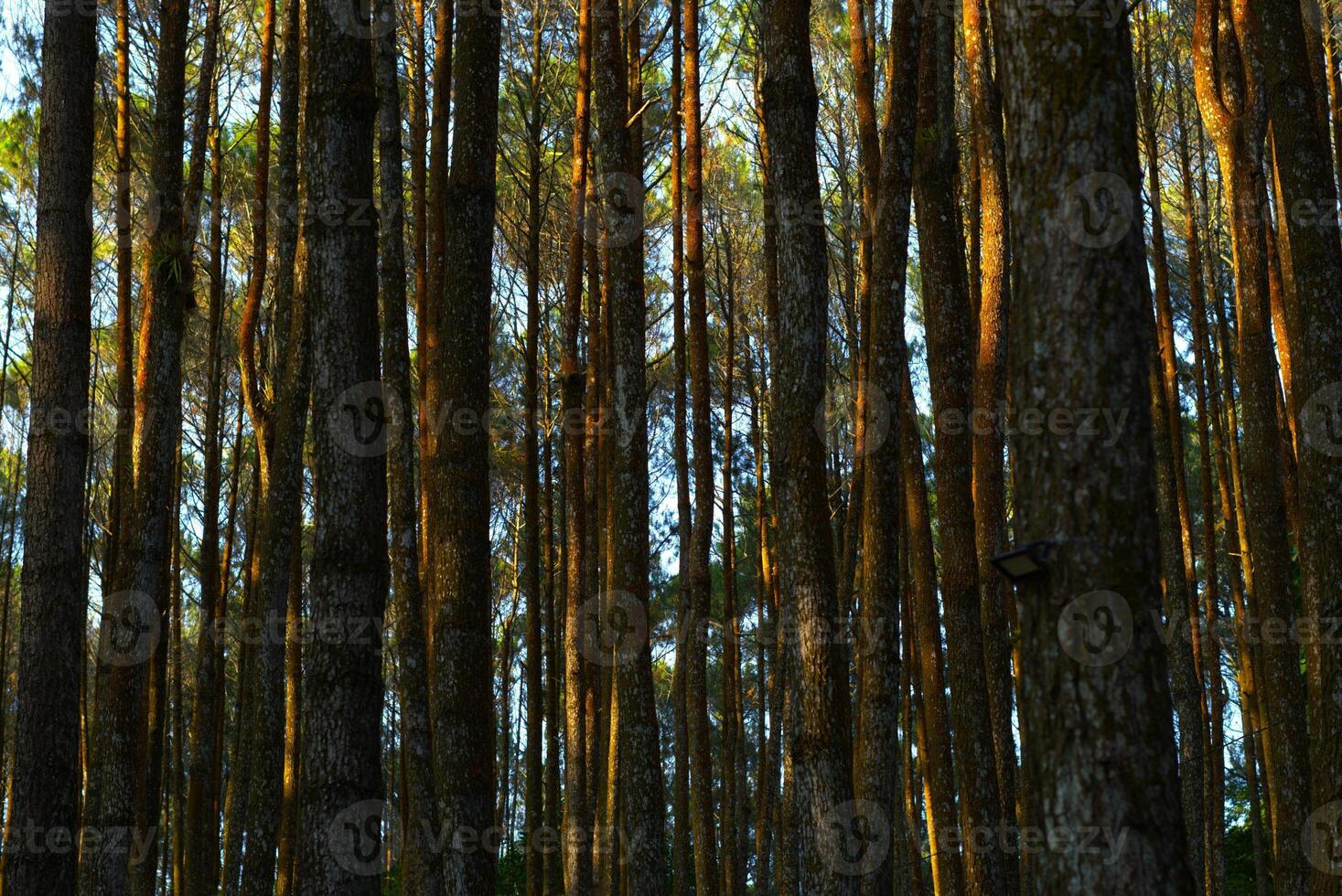pine tree trunk in a forest with sunlight photo