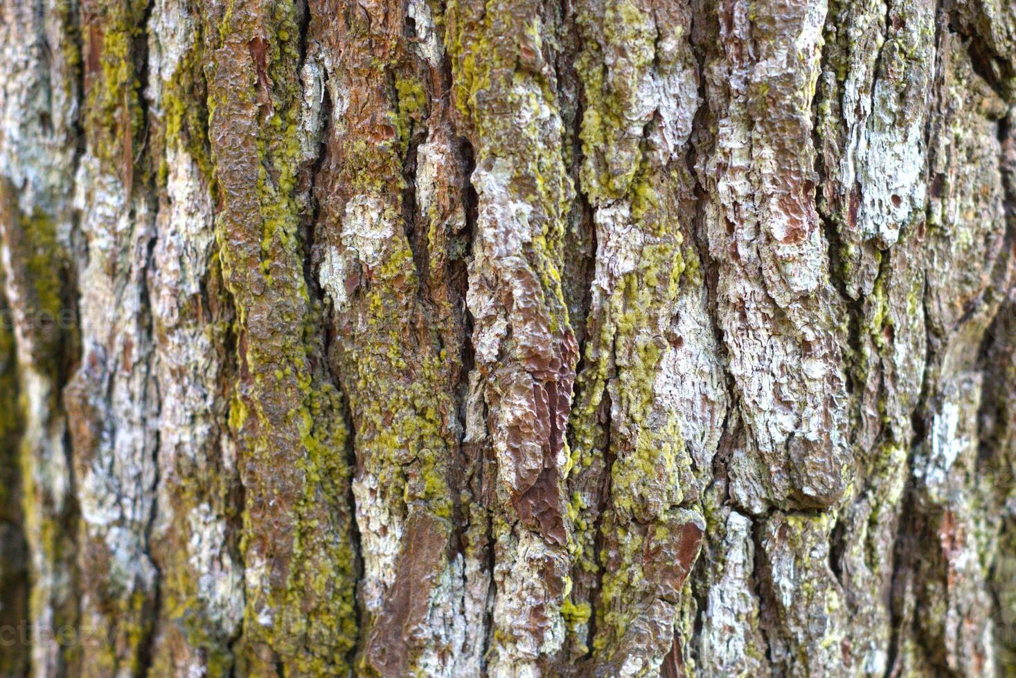 Abstract texture of pine tree bark with moss on the surface suitable as natural background photo