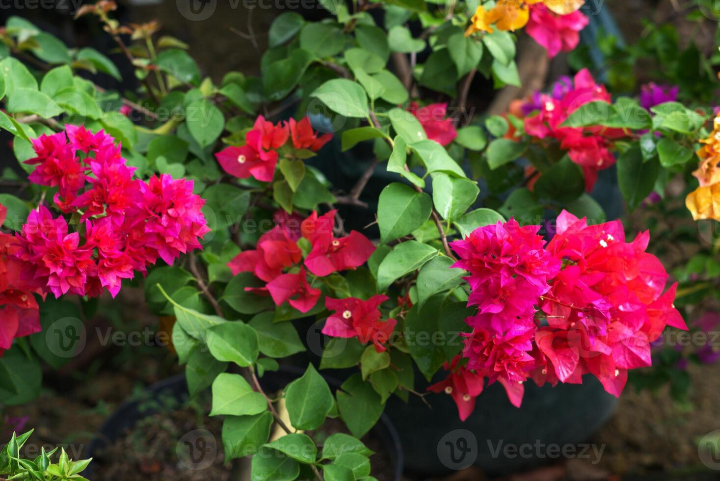 Colorful bougainvillea flower in the garden photo