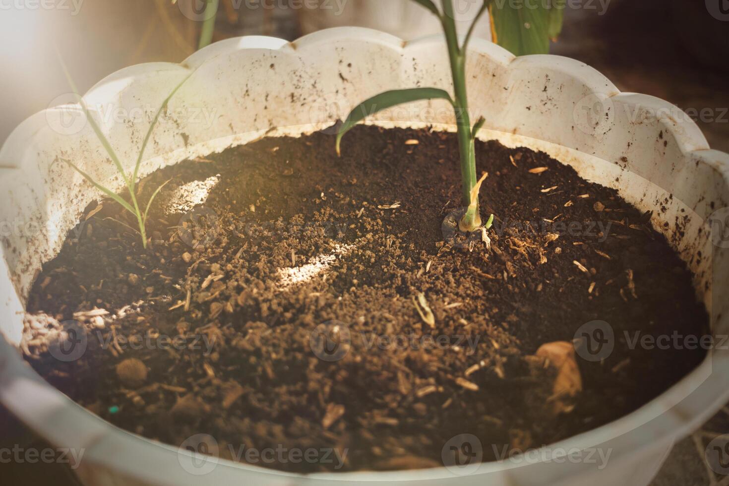 plants and soil in white pots photo