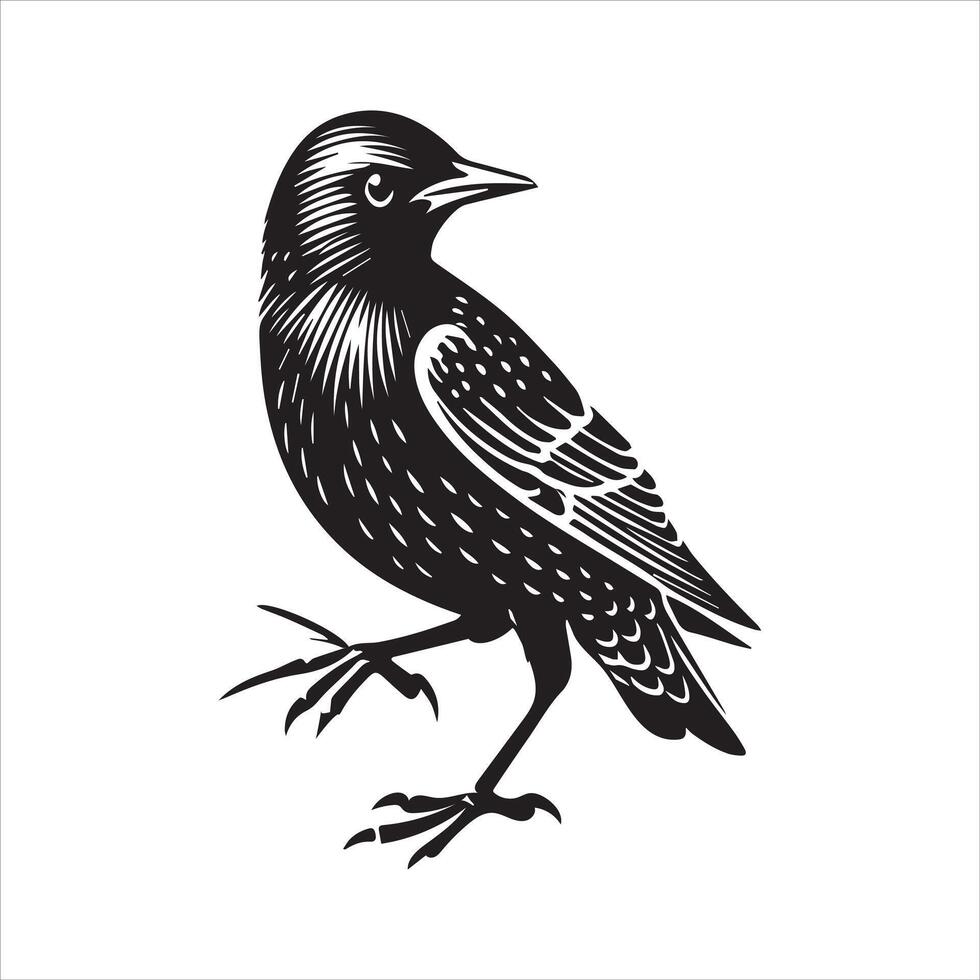 Common Starling Clipart, Starling silhouette, European starling illustration in black and white vector