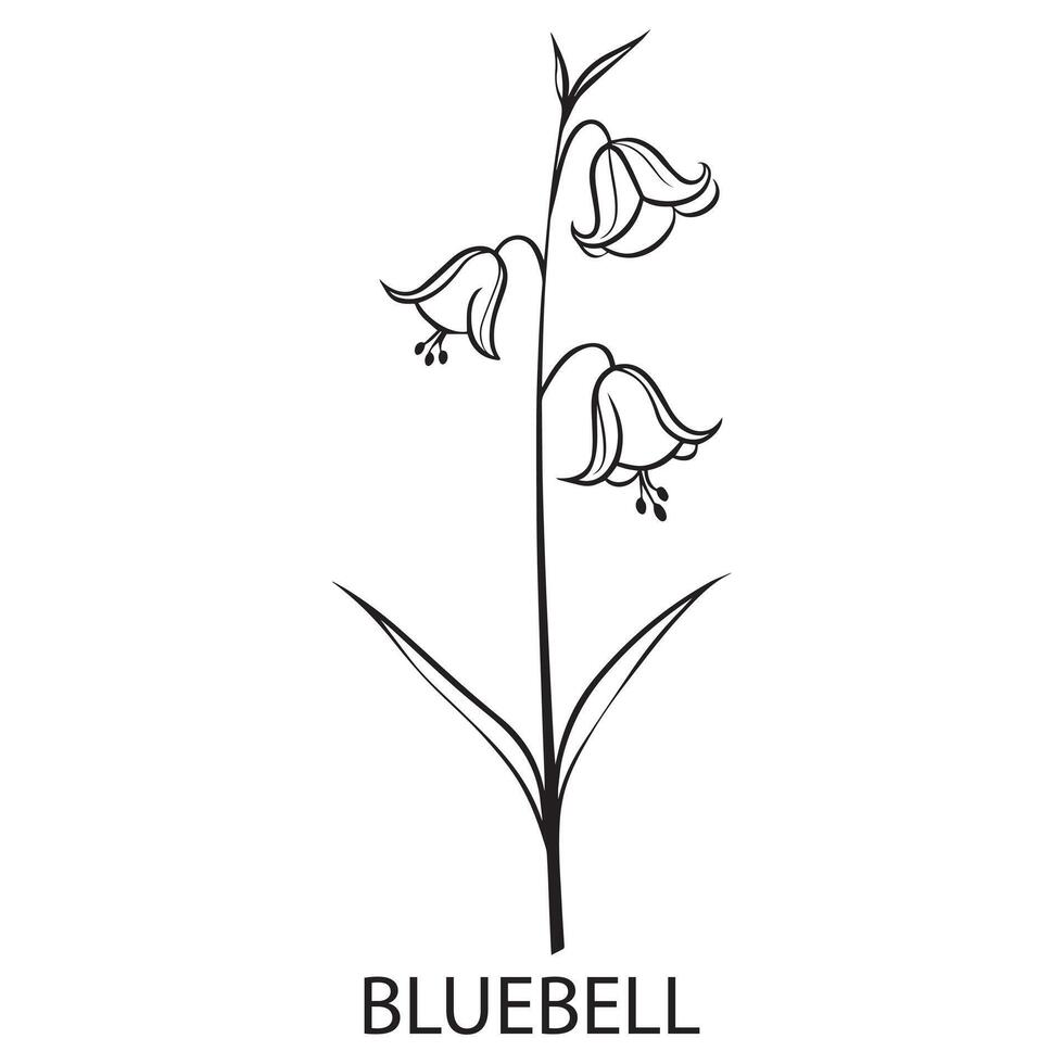 Bluebell flower Outline Design, Wildflower illustration in black and white vector