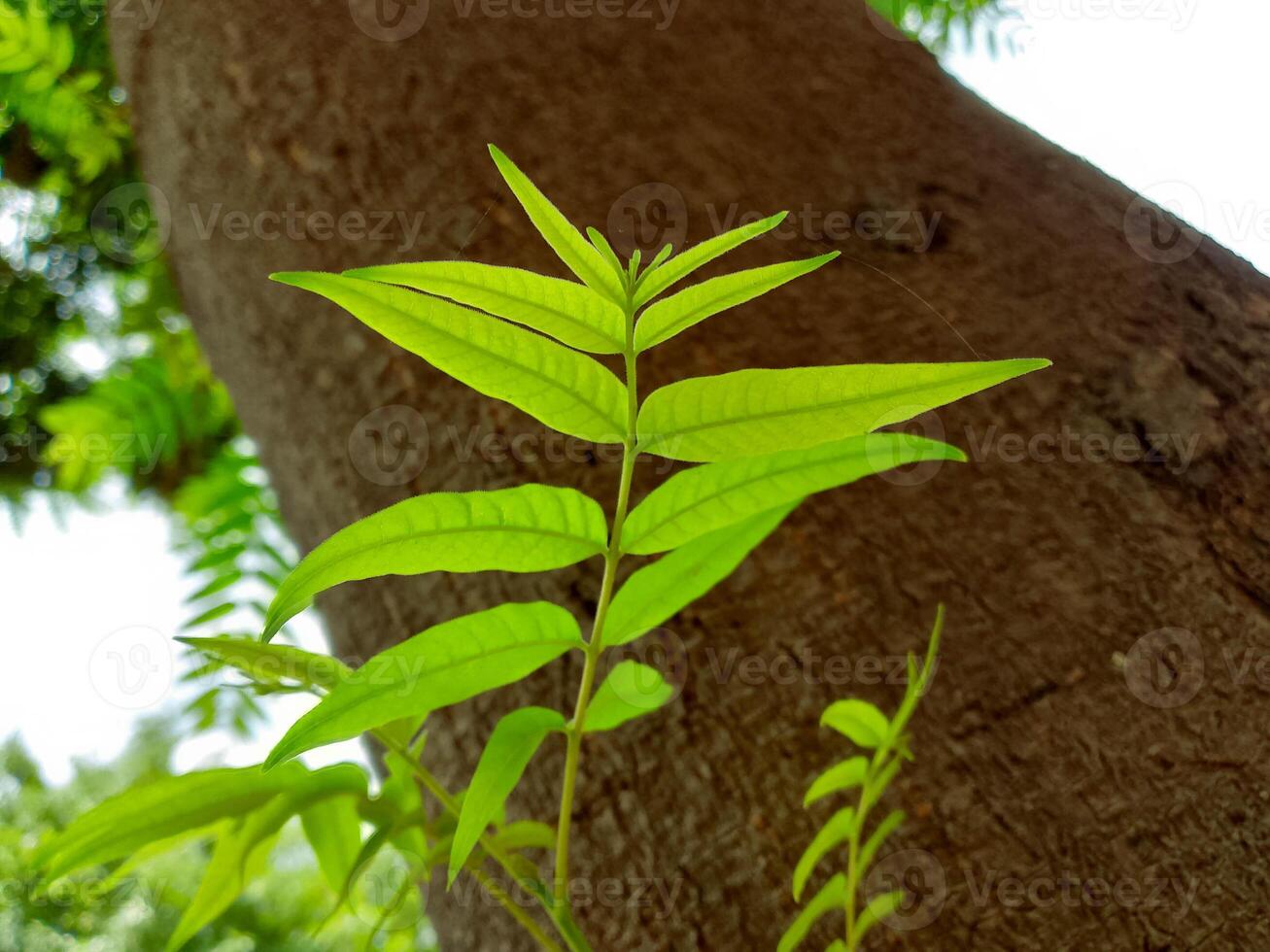 green leaves grown on wooden stem of the tree photo