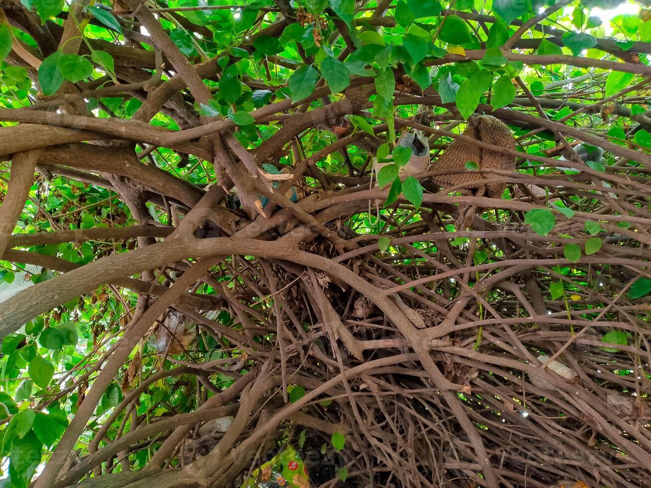 branches of tree in the form of camping in the forest photo