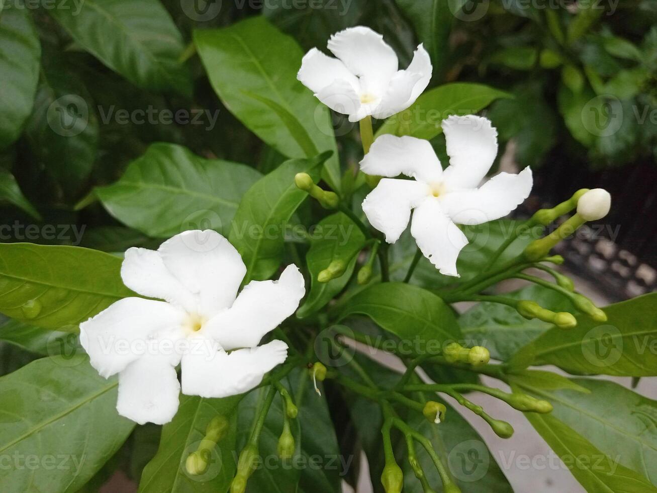 white jasmine flowers with the green leaves in the park.jpg photo