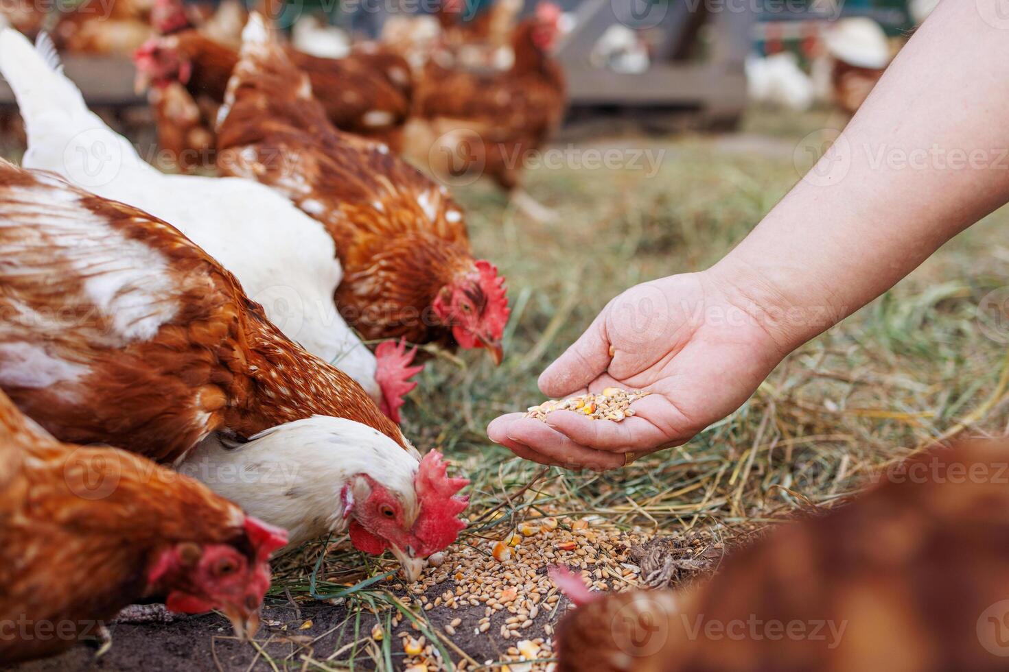 chicken eats feed and grain at eco chicken farm, free range chicken farm photo