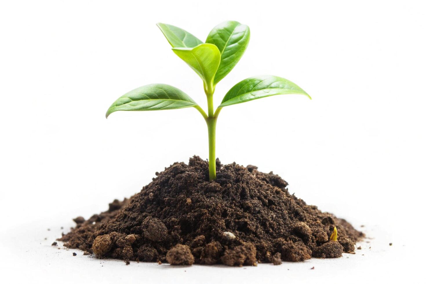 Small plant isolated on white background photo