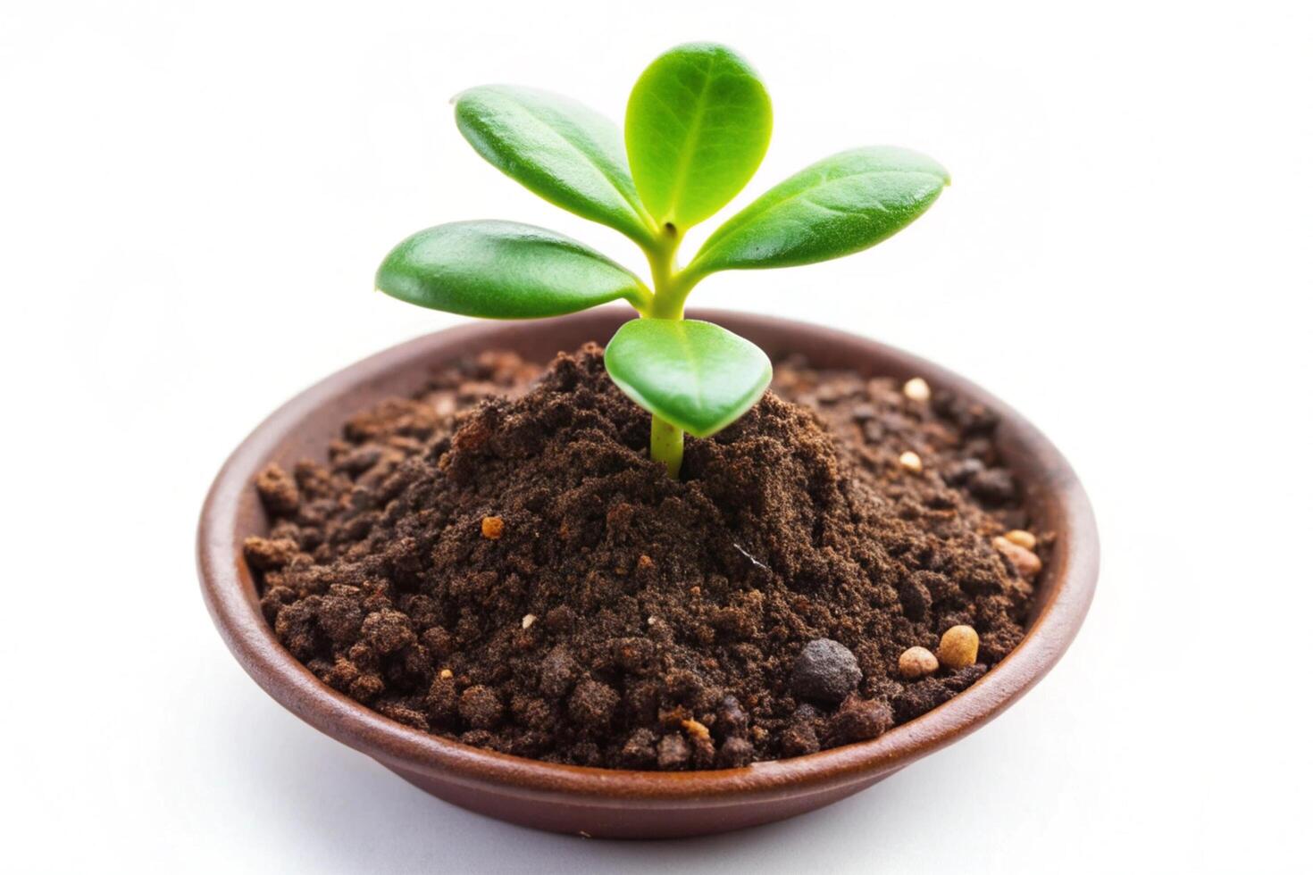 Small plant isolated on white background photo