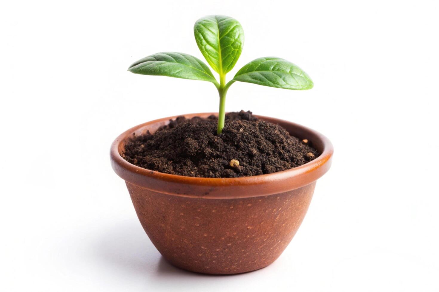 Small plant isolated on white background photo