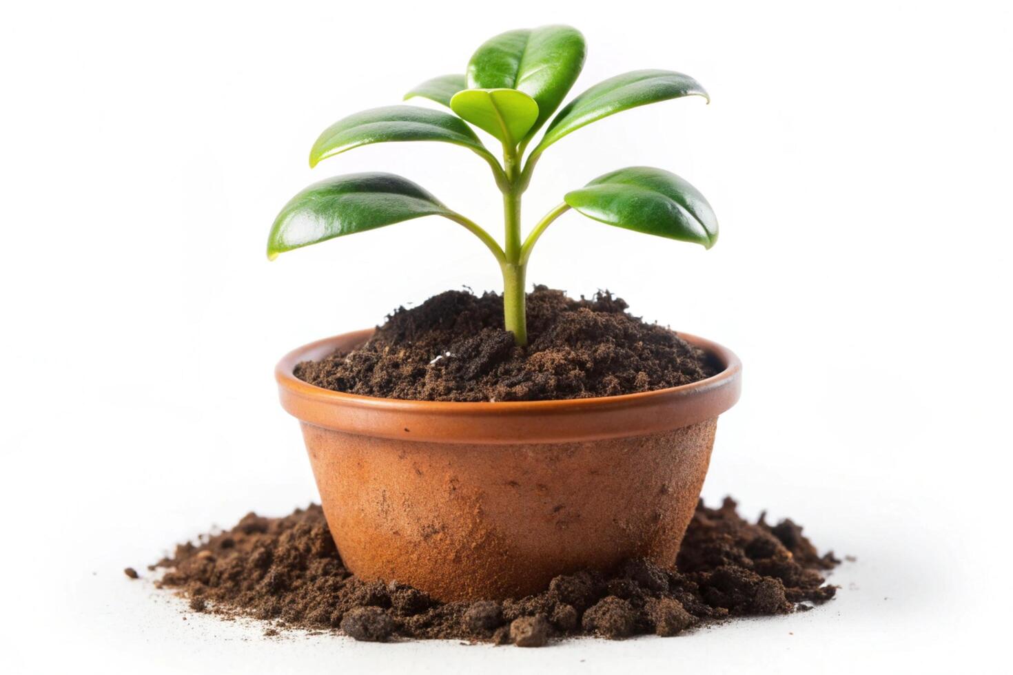 Small plant isolated on white background photo