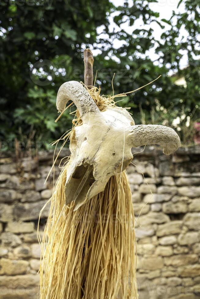 Goat skull with horns photo