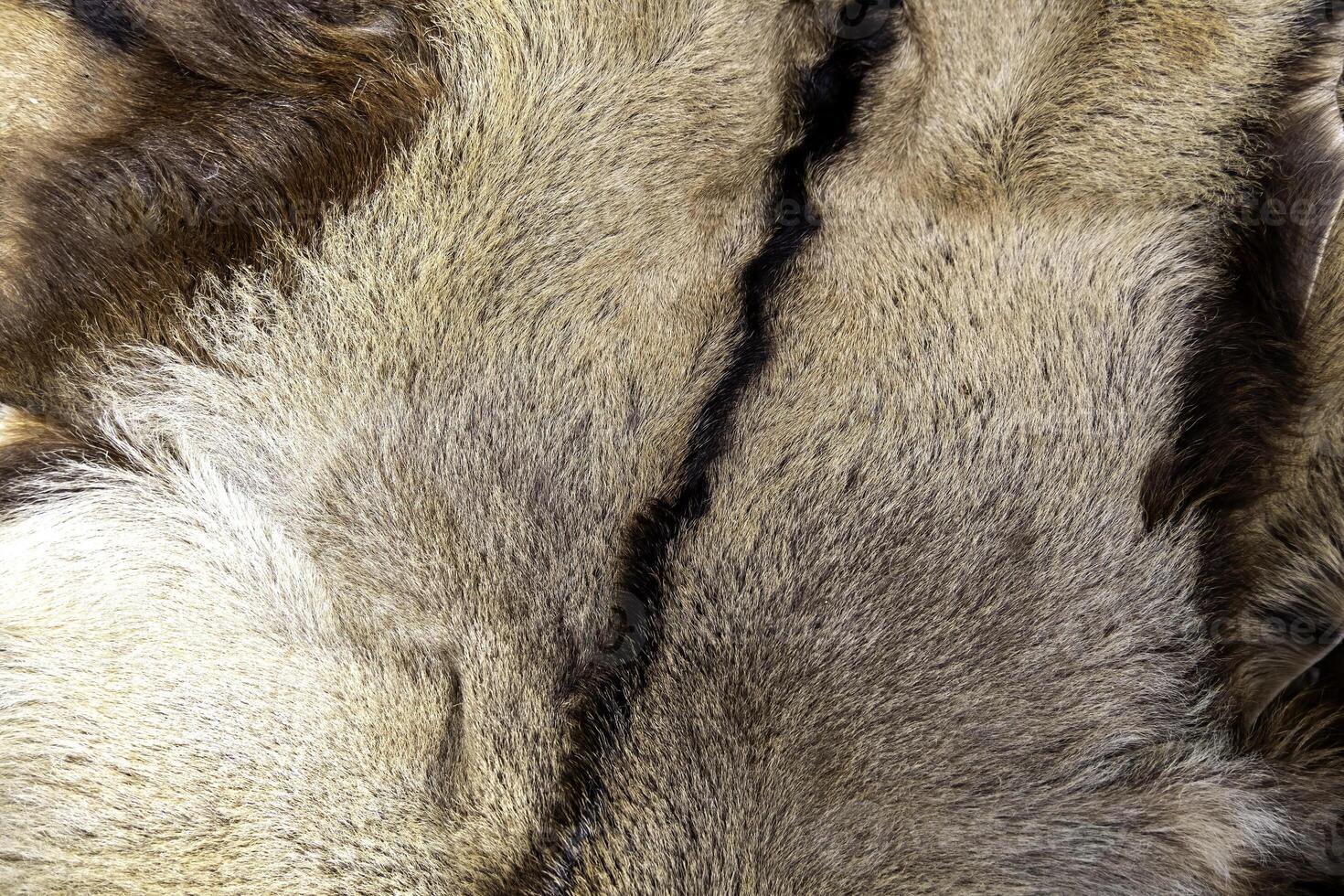 Tanned skin with animal hair photo