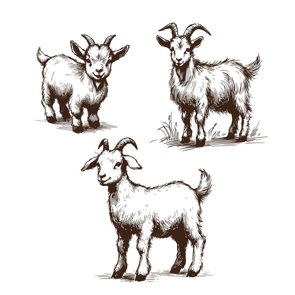 Vintage Goat Illustration vector