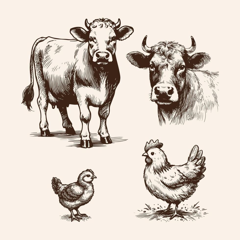 Vintage Farm Animal Illustrations Cow and Chicken vector