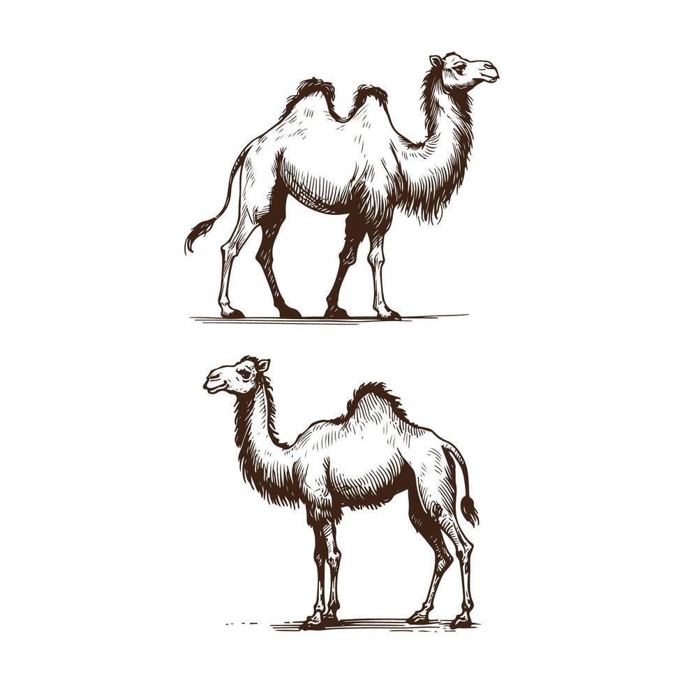 Vintage Camel Illustration vector
