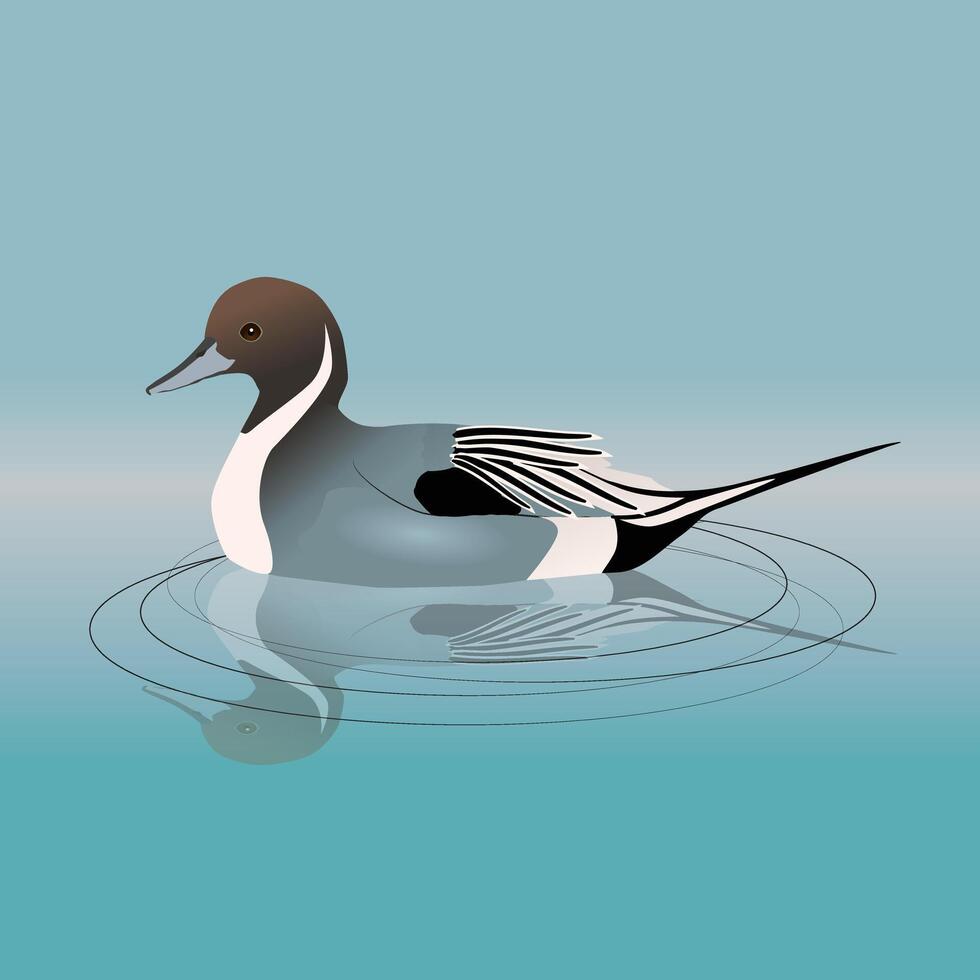 Northern pintail or pintail swimming in the water. In the water you can see his reflection.The bird is male. vector
